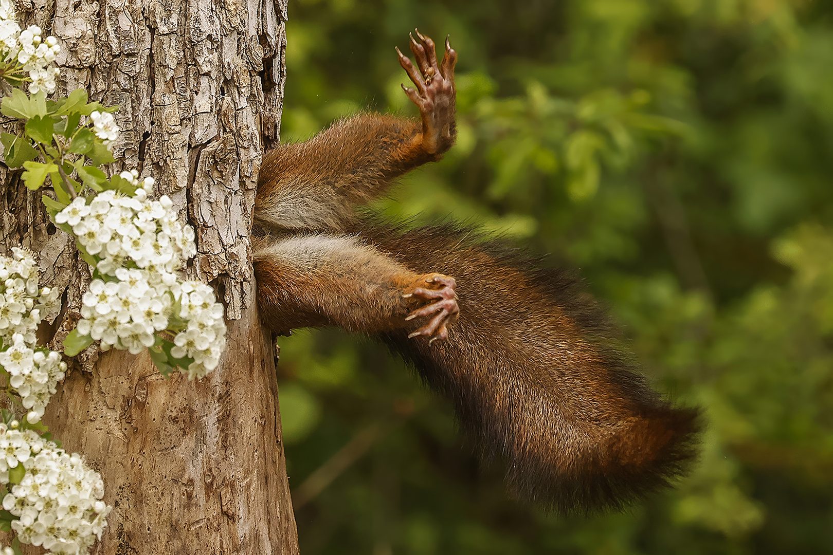 The Comedy Wildlife Photography Awards 2024