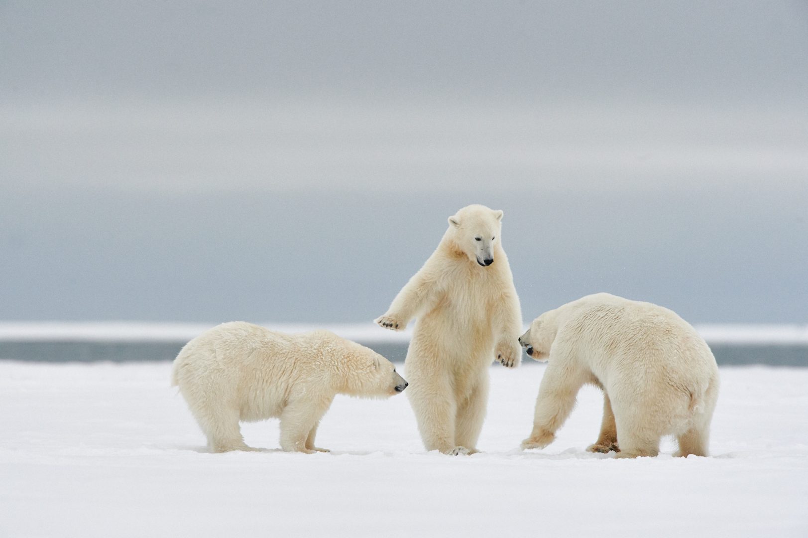 The Comedy Wildlife Photography Awards 2024