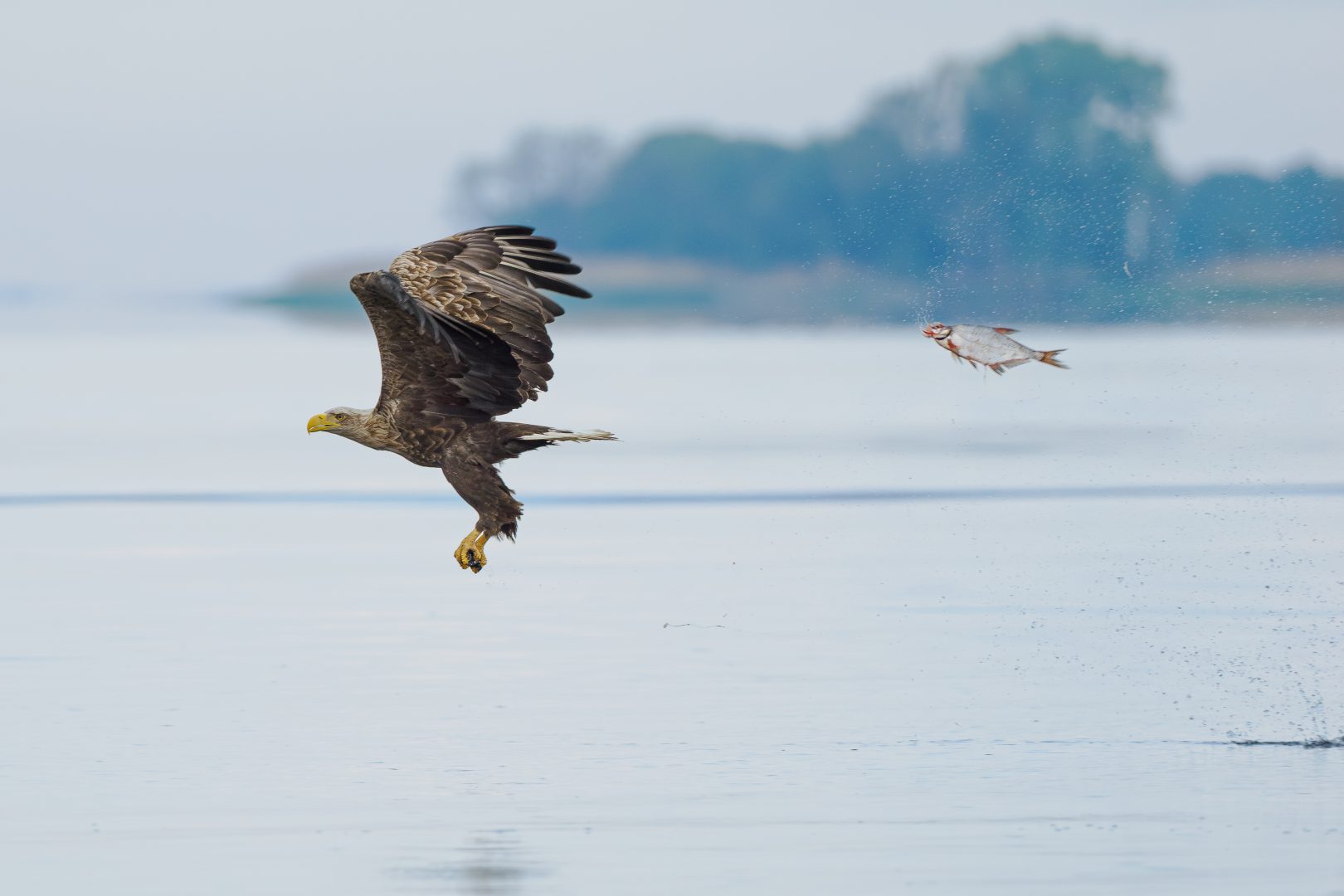 The Comedy Wildlife Photography Awards 2024