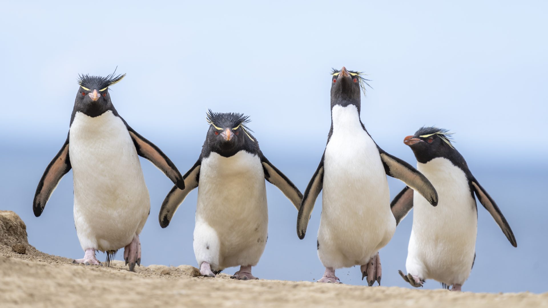 The Comedy Wildlife Photography Awards 2024
