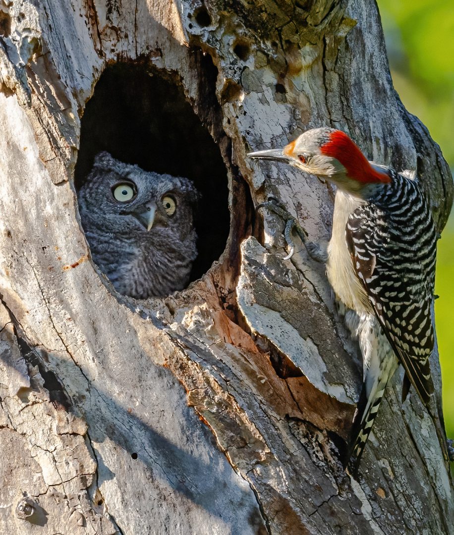 The Comedy Wildlife Photography Awards 2024