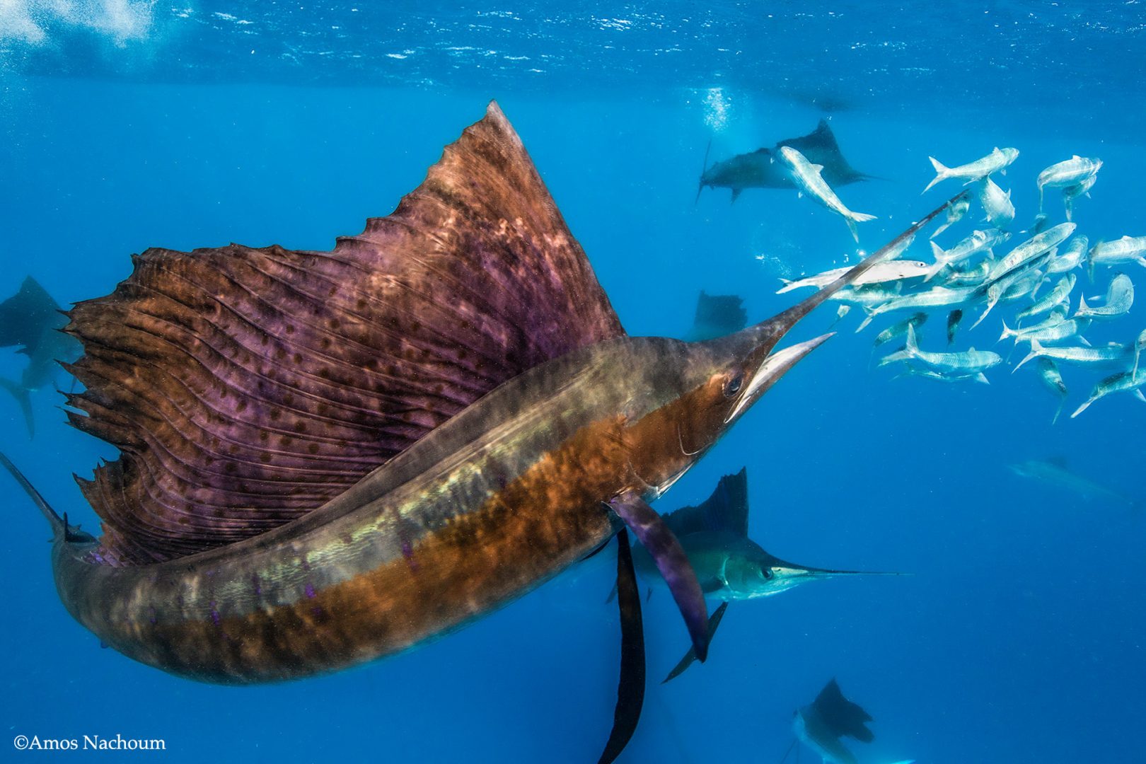 Amos Nachoum sailfish