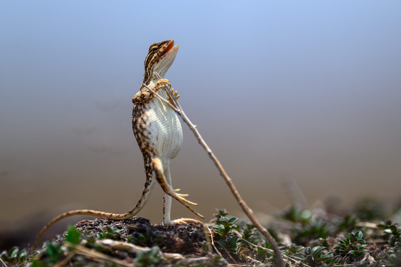The Comedy Wildlife Photography Awards 2024
