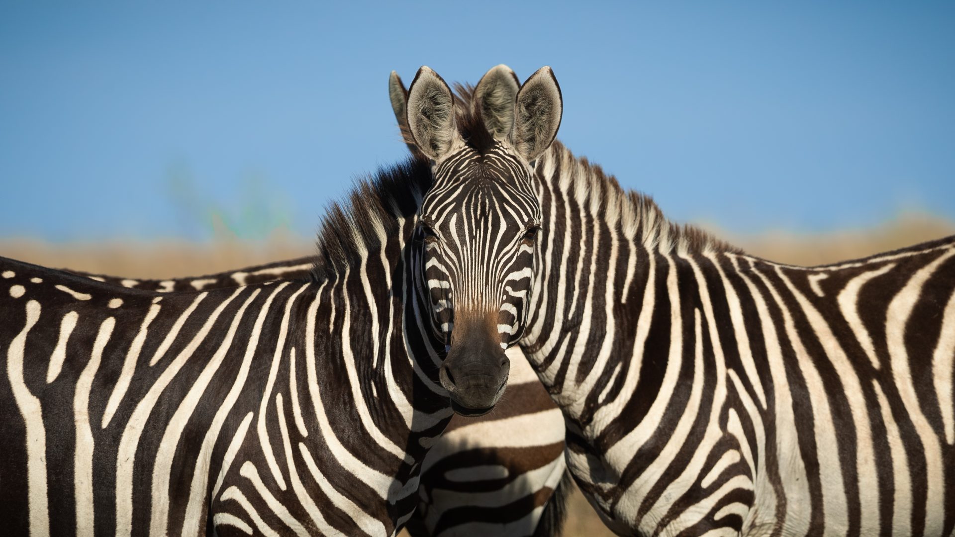 The Comedy Wildlife Photography Awards 2024