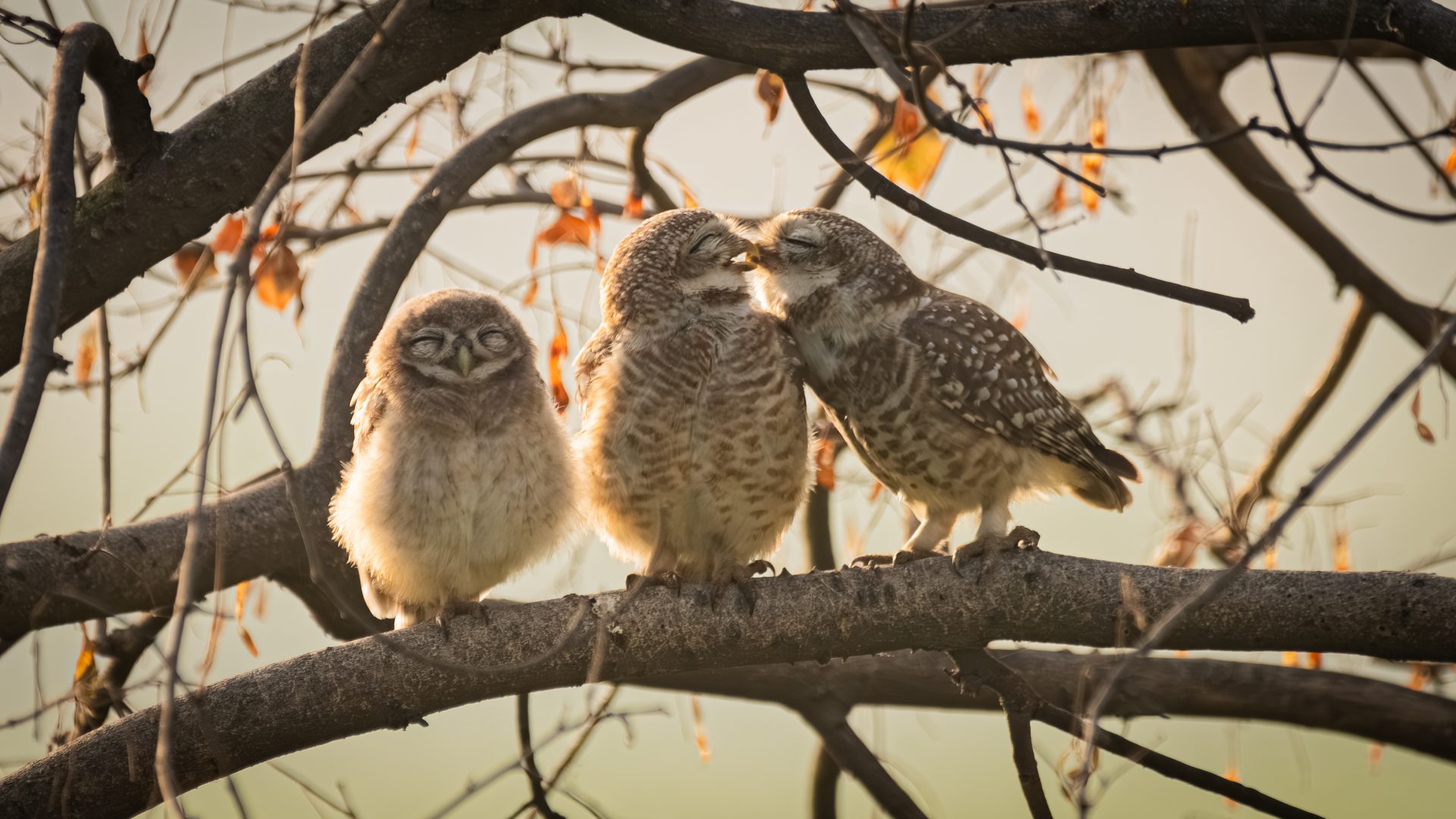 The Comedy Wildlife Photography Awards 2024