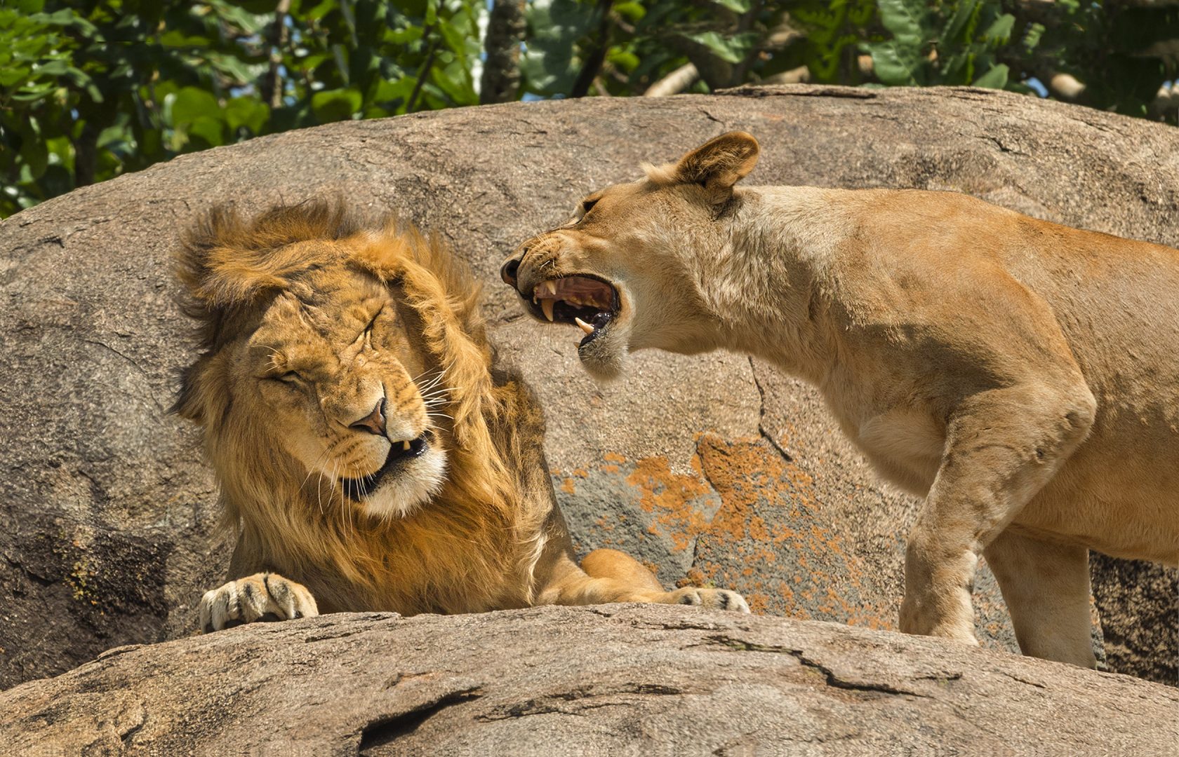The Comedy Wildlife Photography Awards 2024