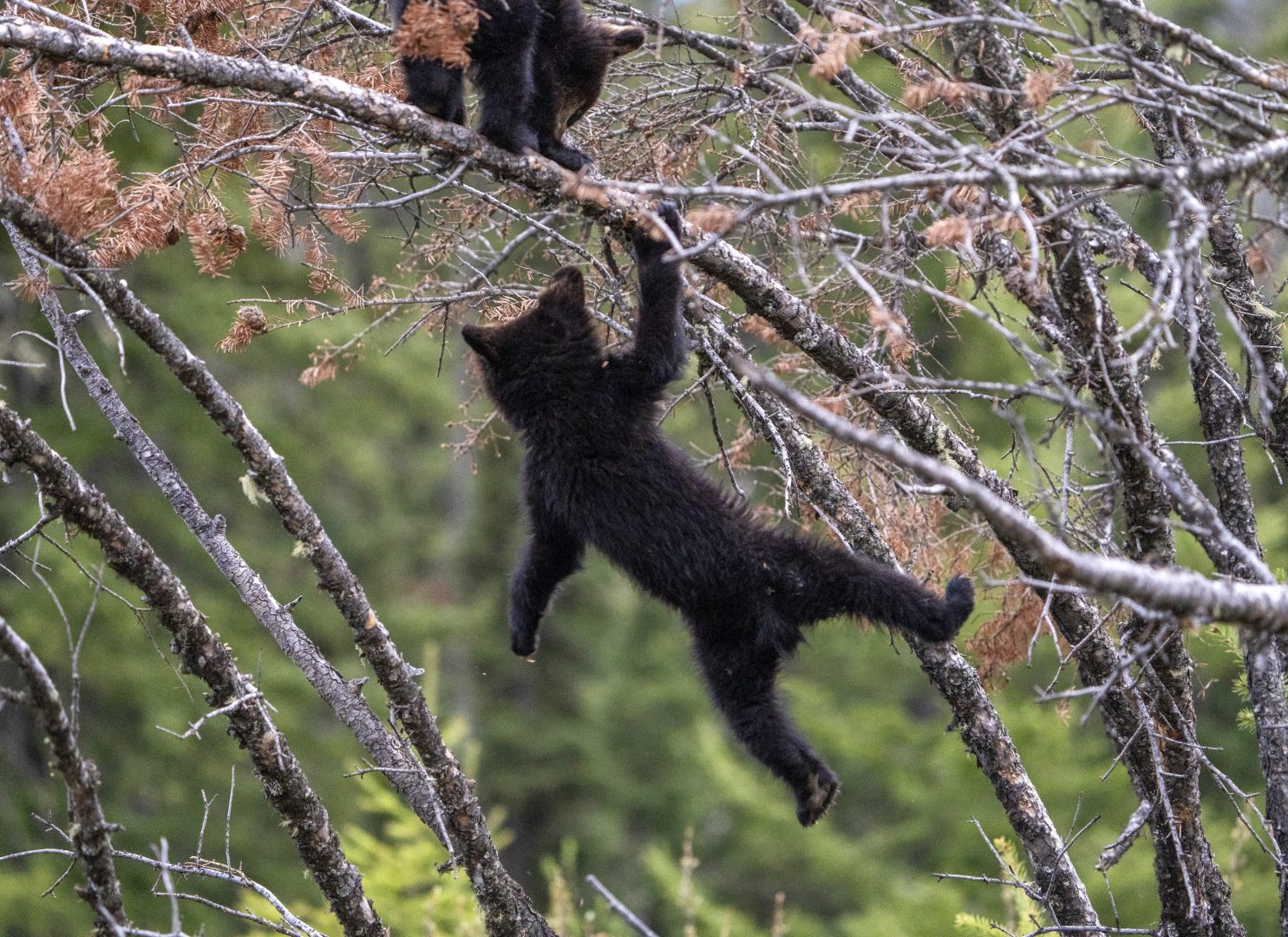 Comedy Wildlife Awards 2024