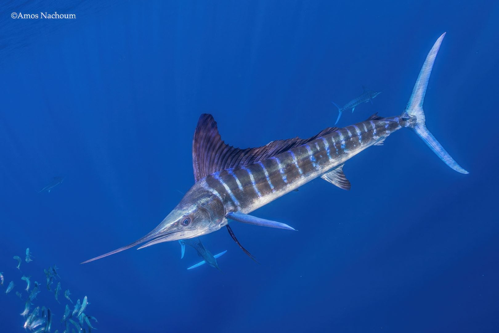 Amos Nachoum sail fish