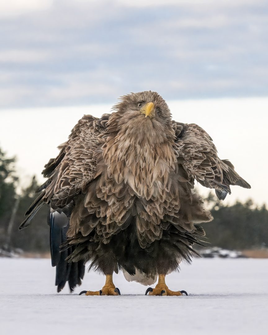 The Comedy Wildlife Photography Awards 2024