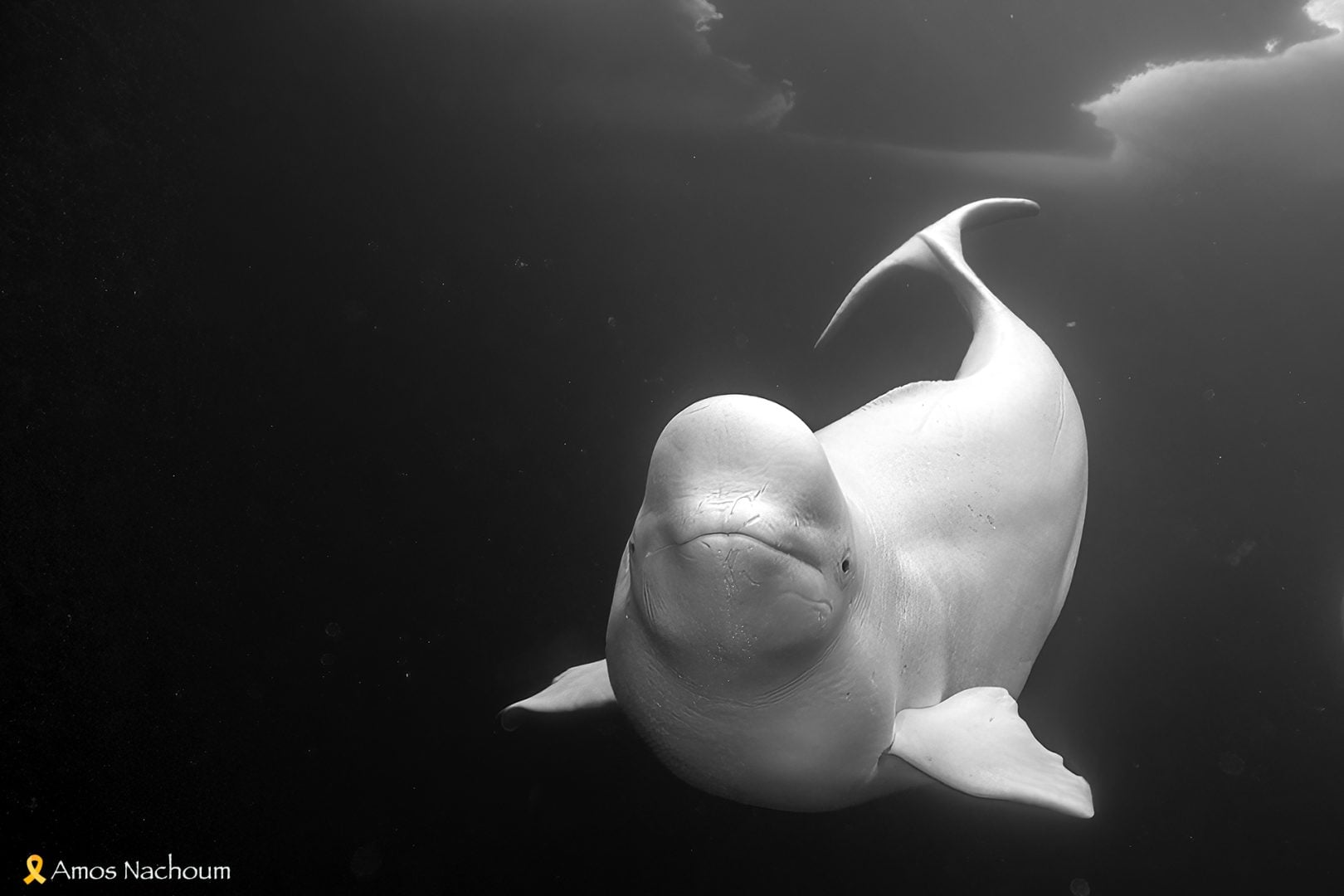Amos Nachoum beluga whale