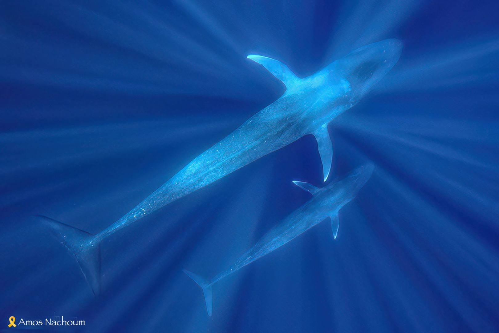 Amos Nachoum whale mother calf