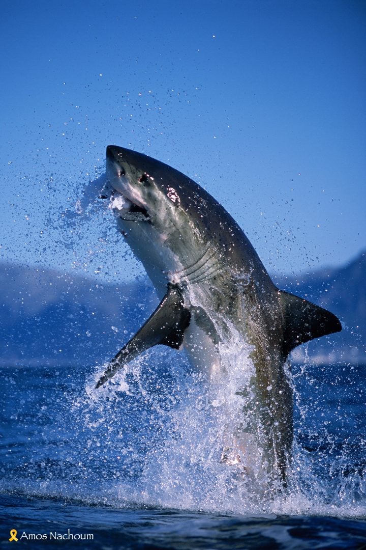 Amos Nachoum great white shark breaching
