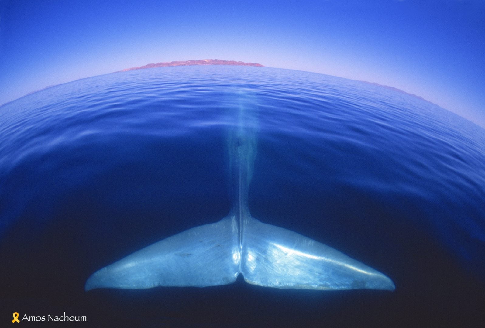 Amos Nachoum whale tail