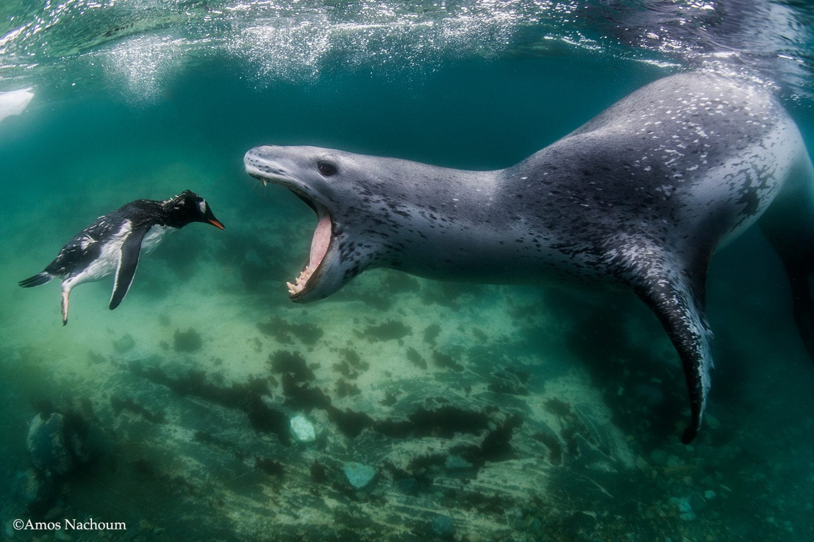 Amos Nachoum leopard seal penguin
