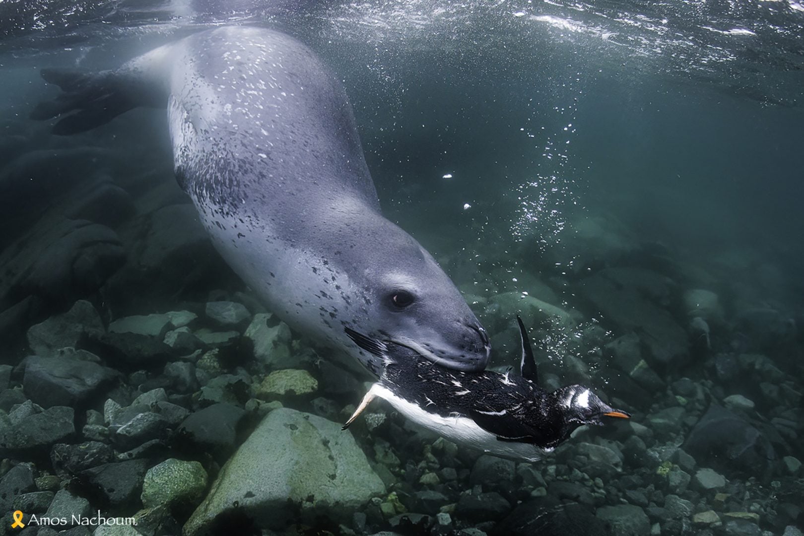 Amos Nachoum leopard seal penguin