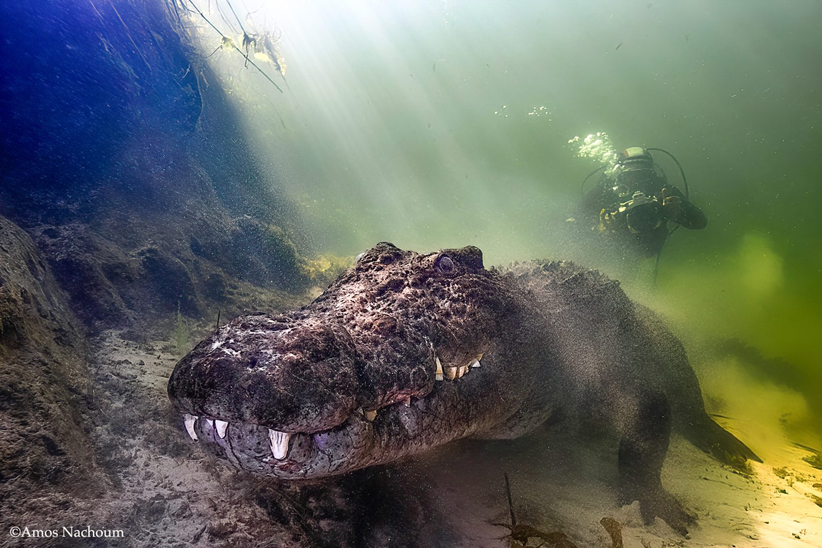 Amos Nachoum crocodile