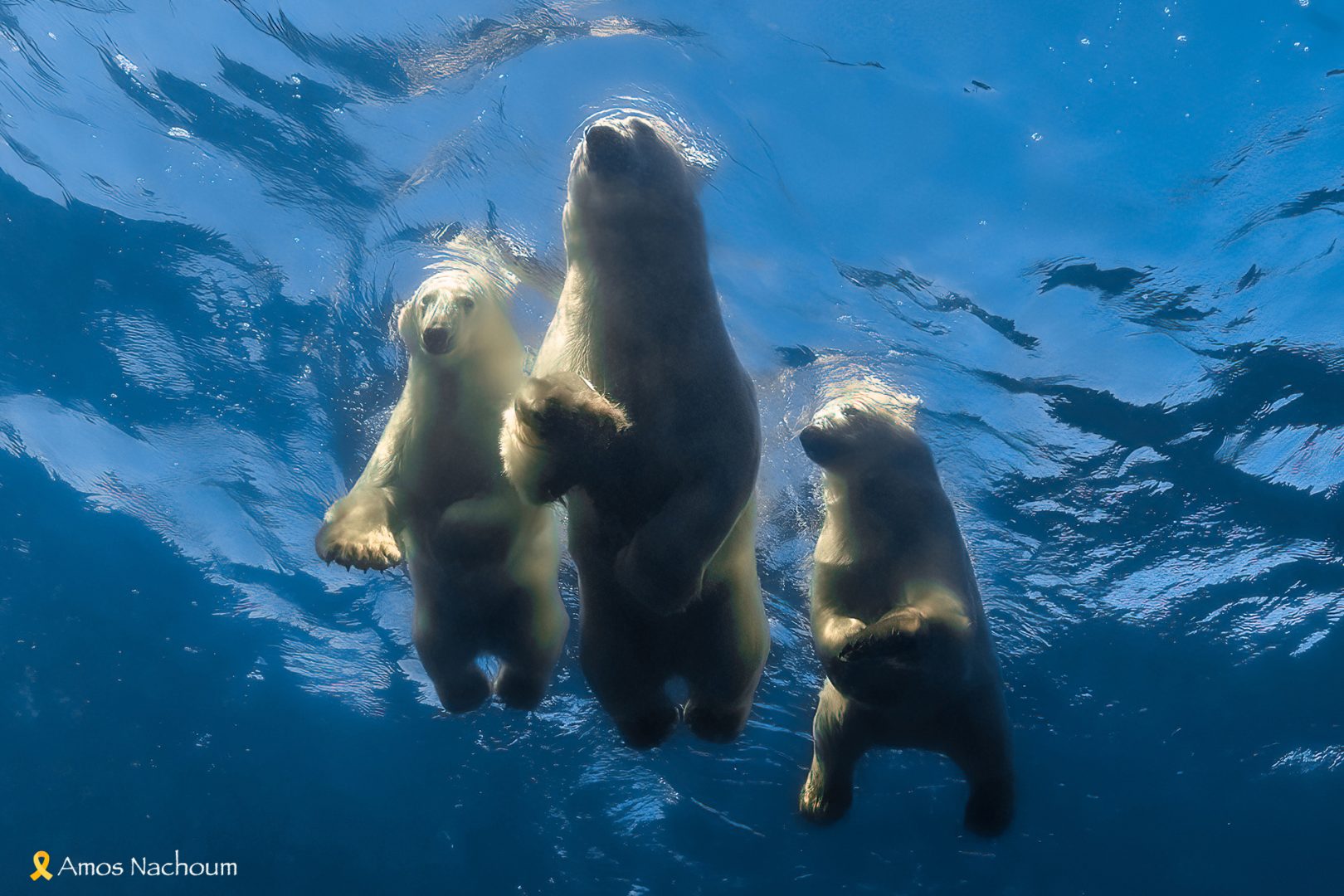 Amos Nachoum polar bears