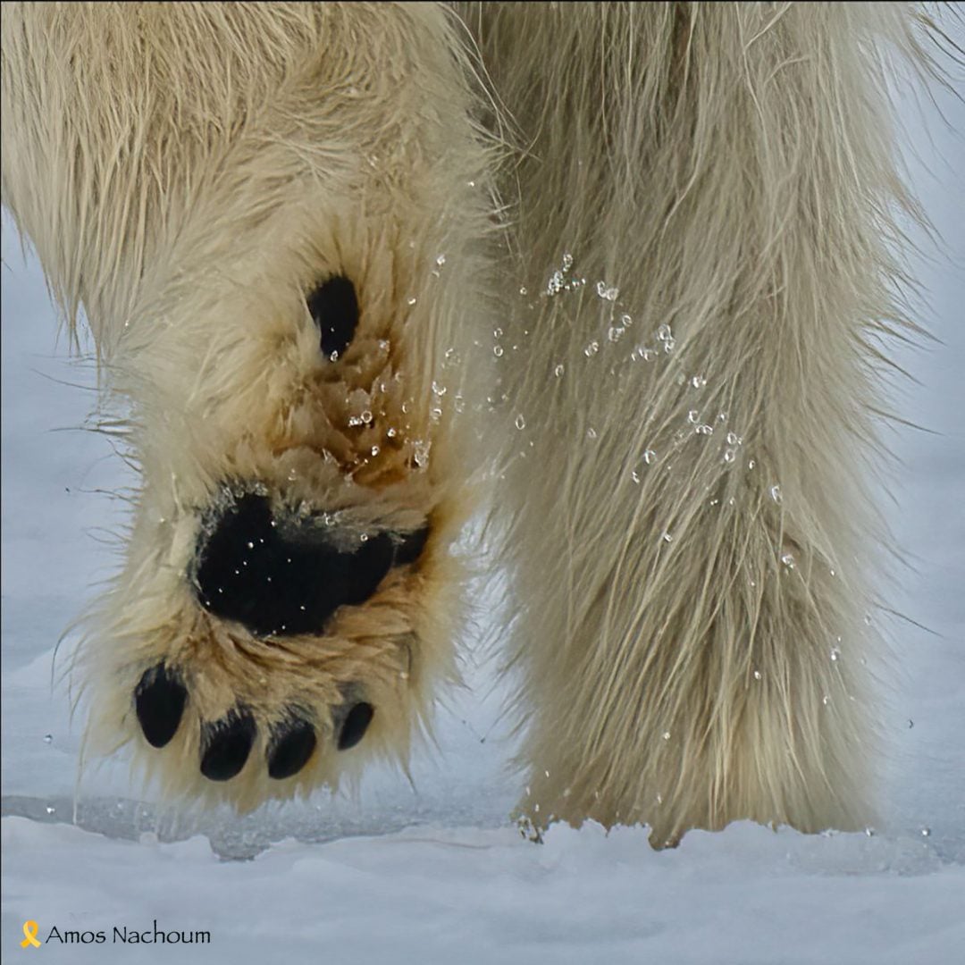 Amos Nachoumpolar bear