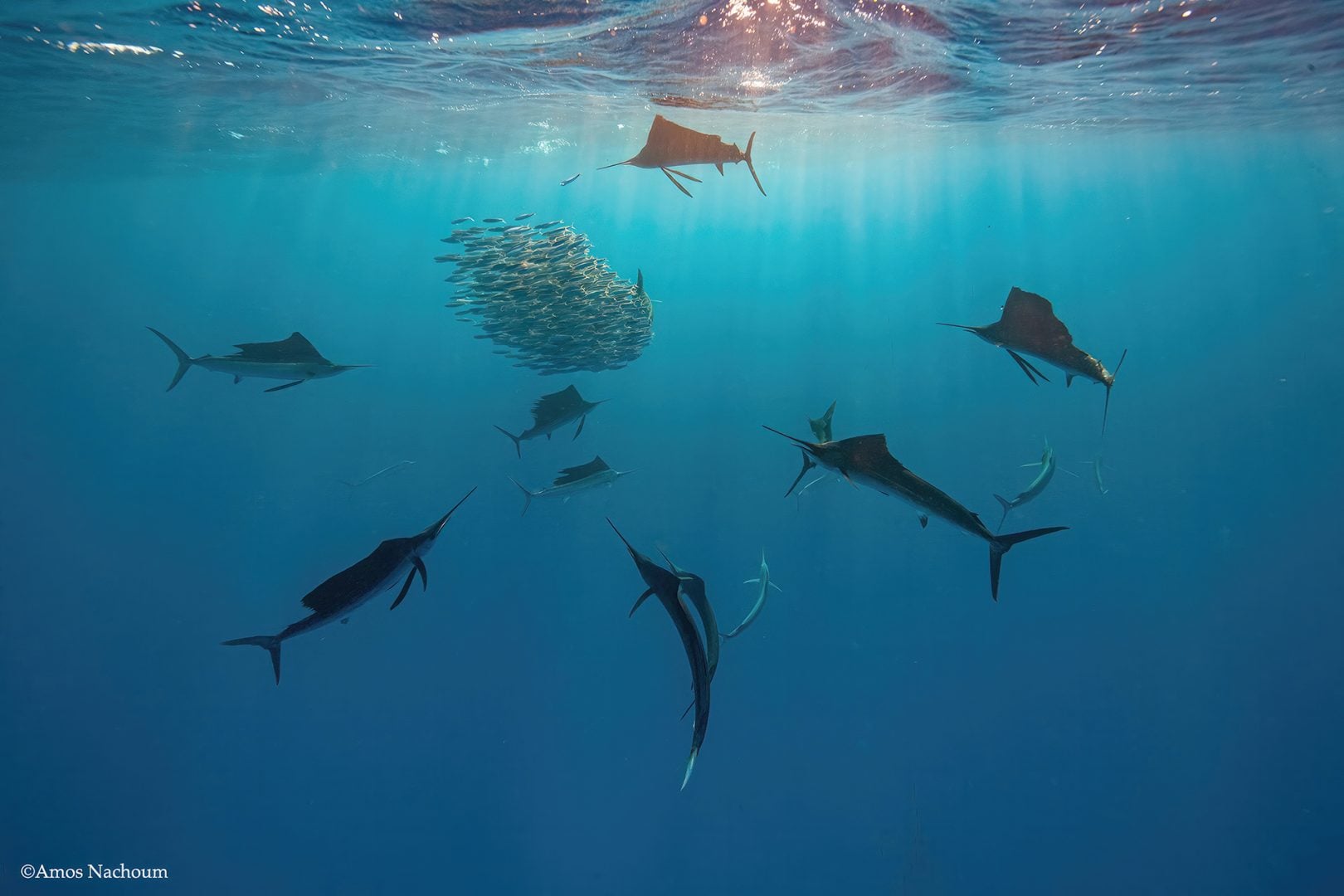Amos Nachoum sail fish