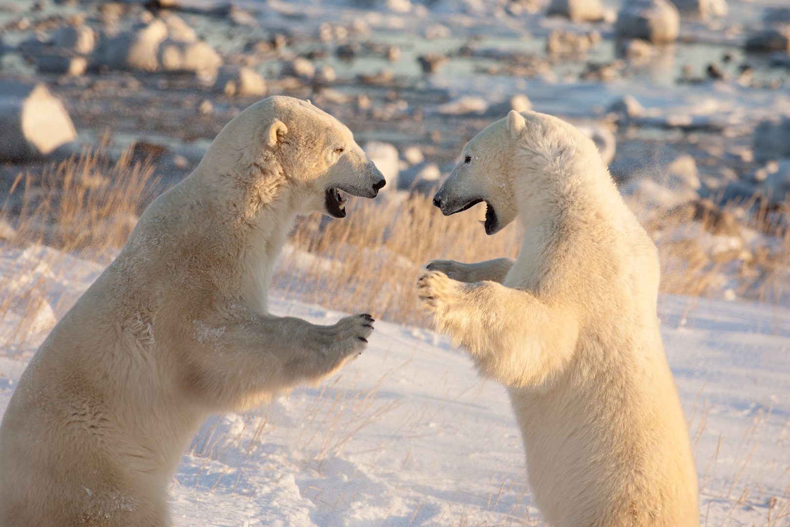 Nikon Comedy Wildlife Awards 2024