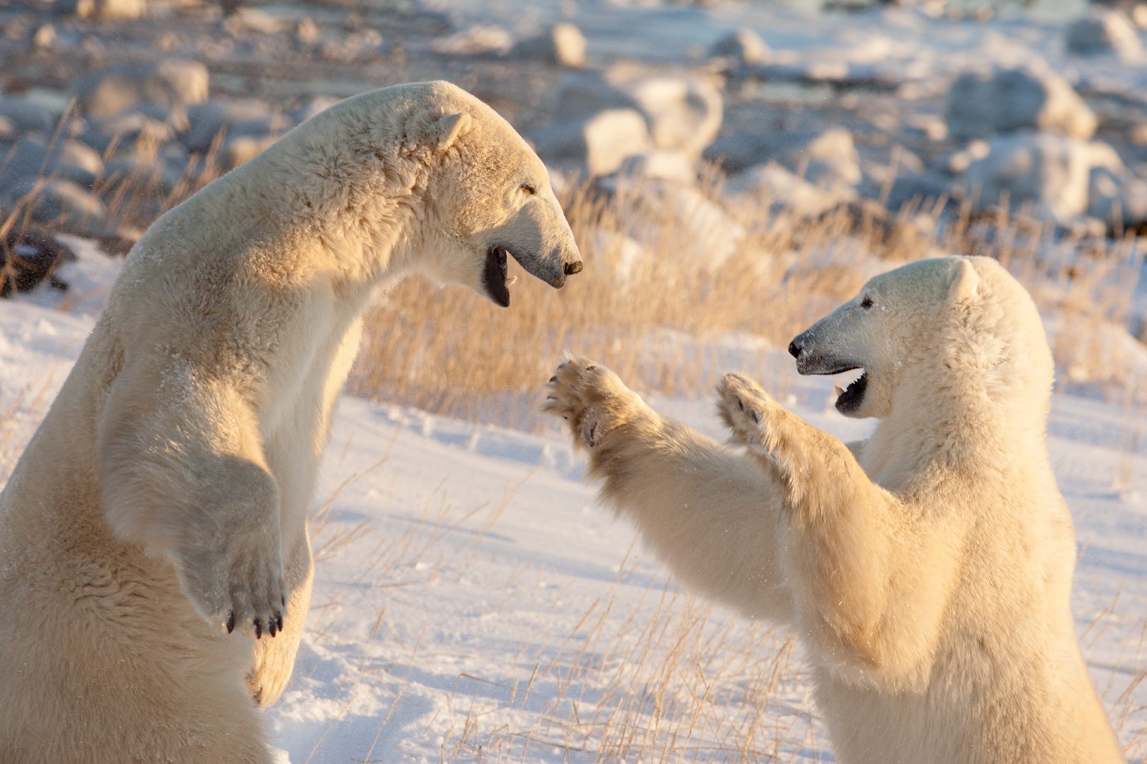 Nikon Comedy Wildlife Awards 2024