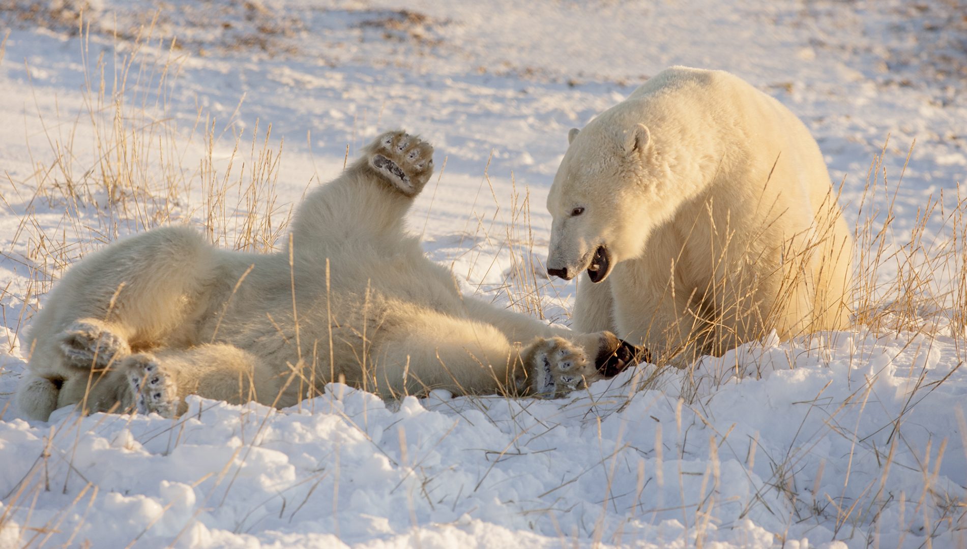Nikon Comedy Wildlife Awards 2024