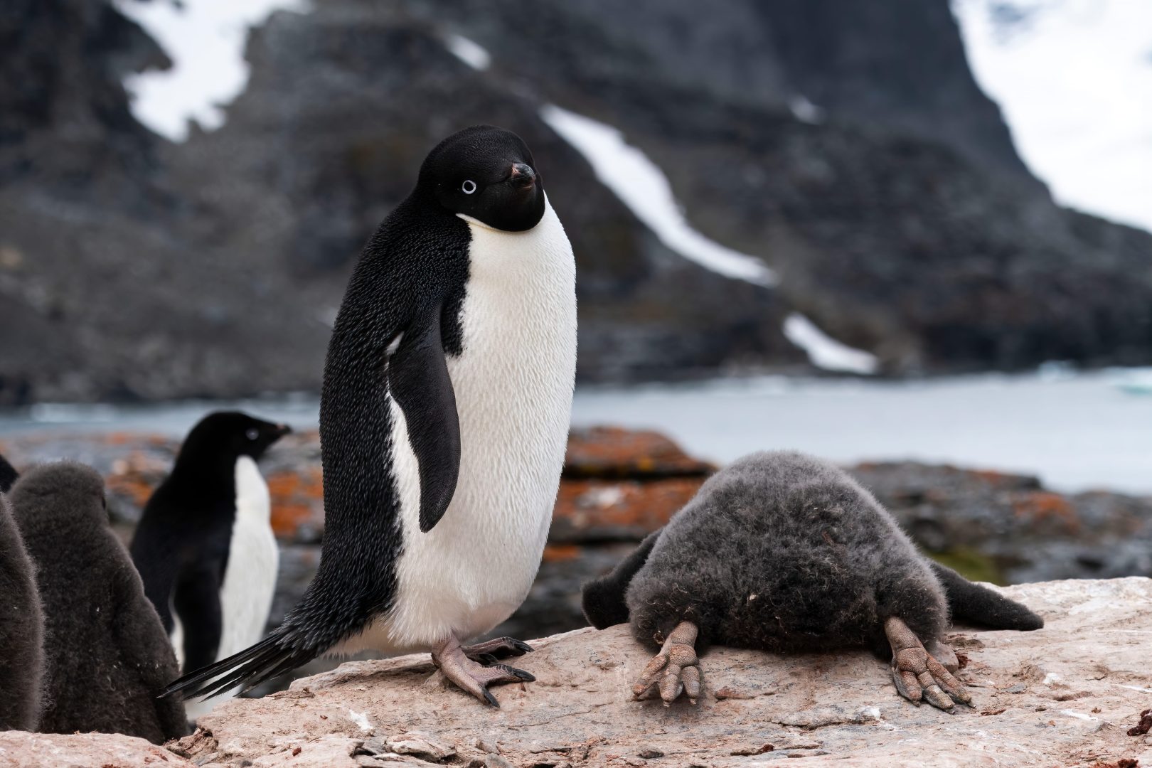 The Comedy Wildlife Photography Awards 2024