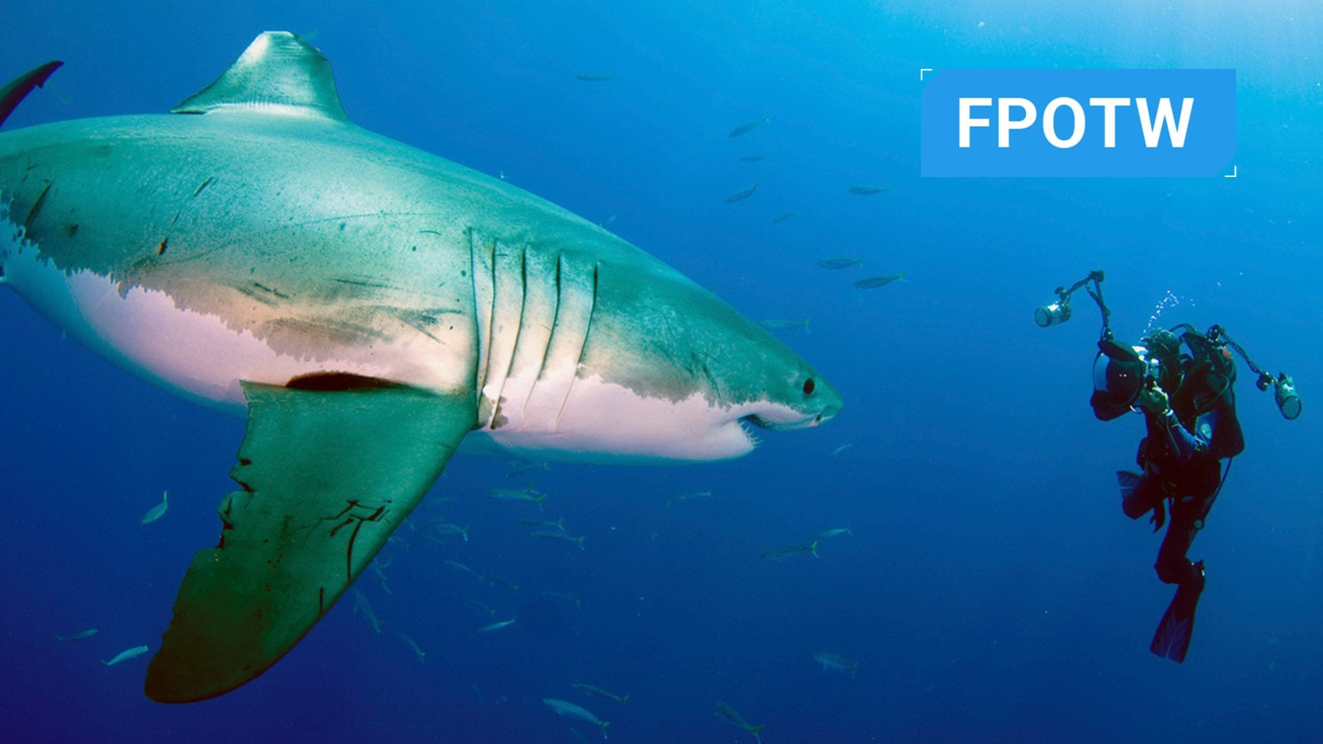 This fearless wildlife photographer shoots face to face with the ocean's largest predators great white Amos Nachoum
