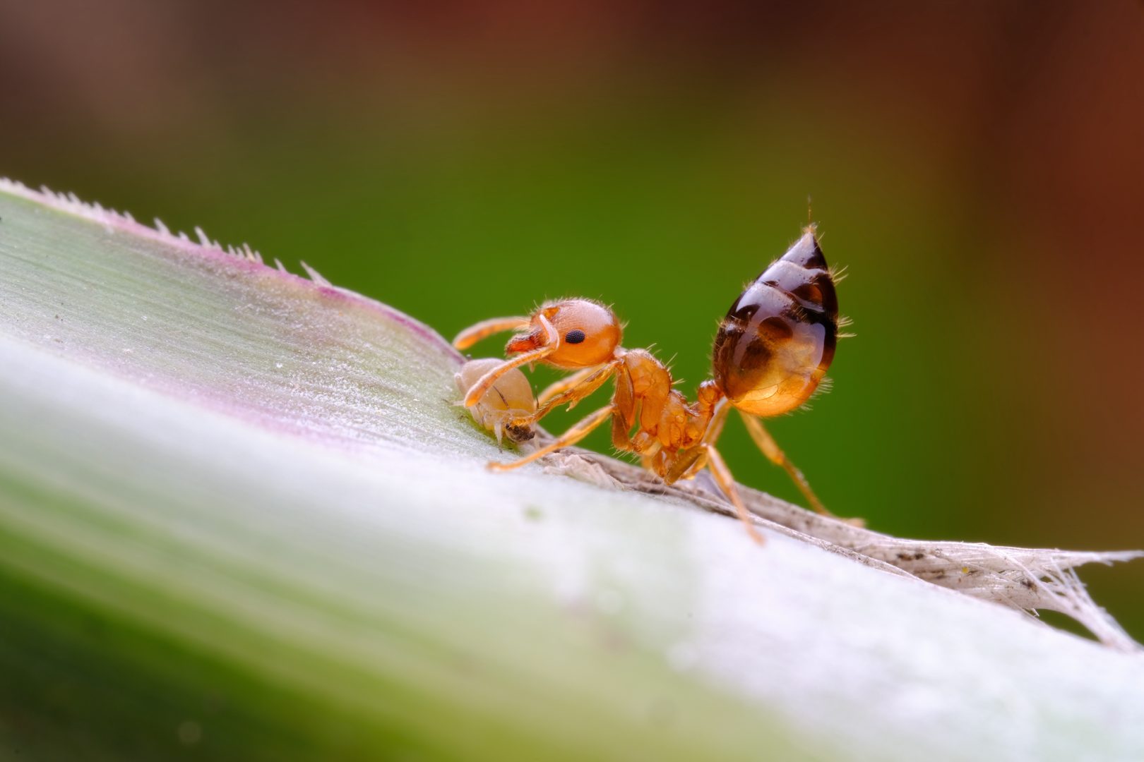 TTArtisan Full-Frame 100mm f/2.8 2x Macro Sample Photo