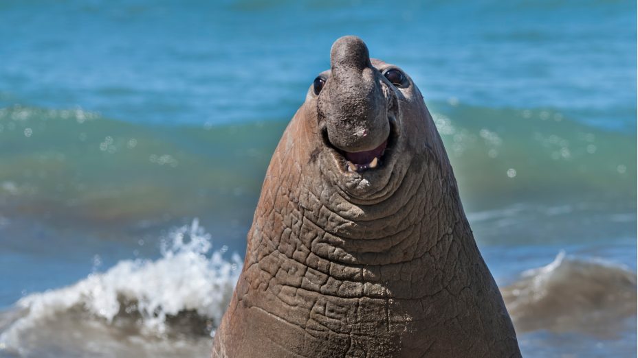 comedy wildlife finalists 2024
