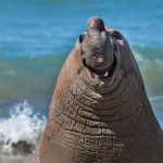 comedy wildlife