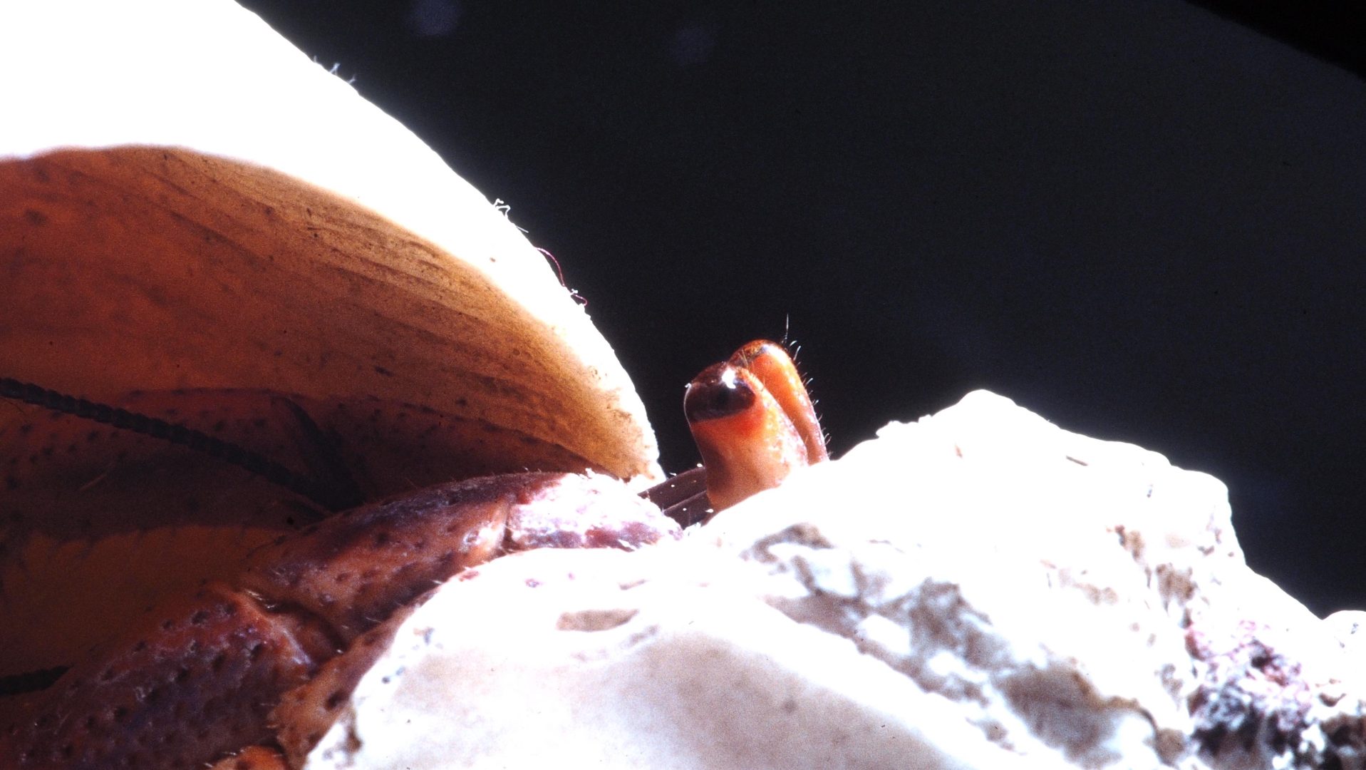 crab eyestalk