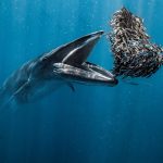 Ocean Photographer of the Year 2024