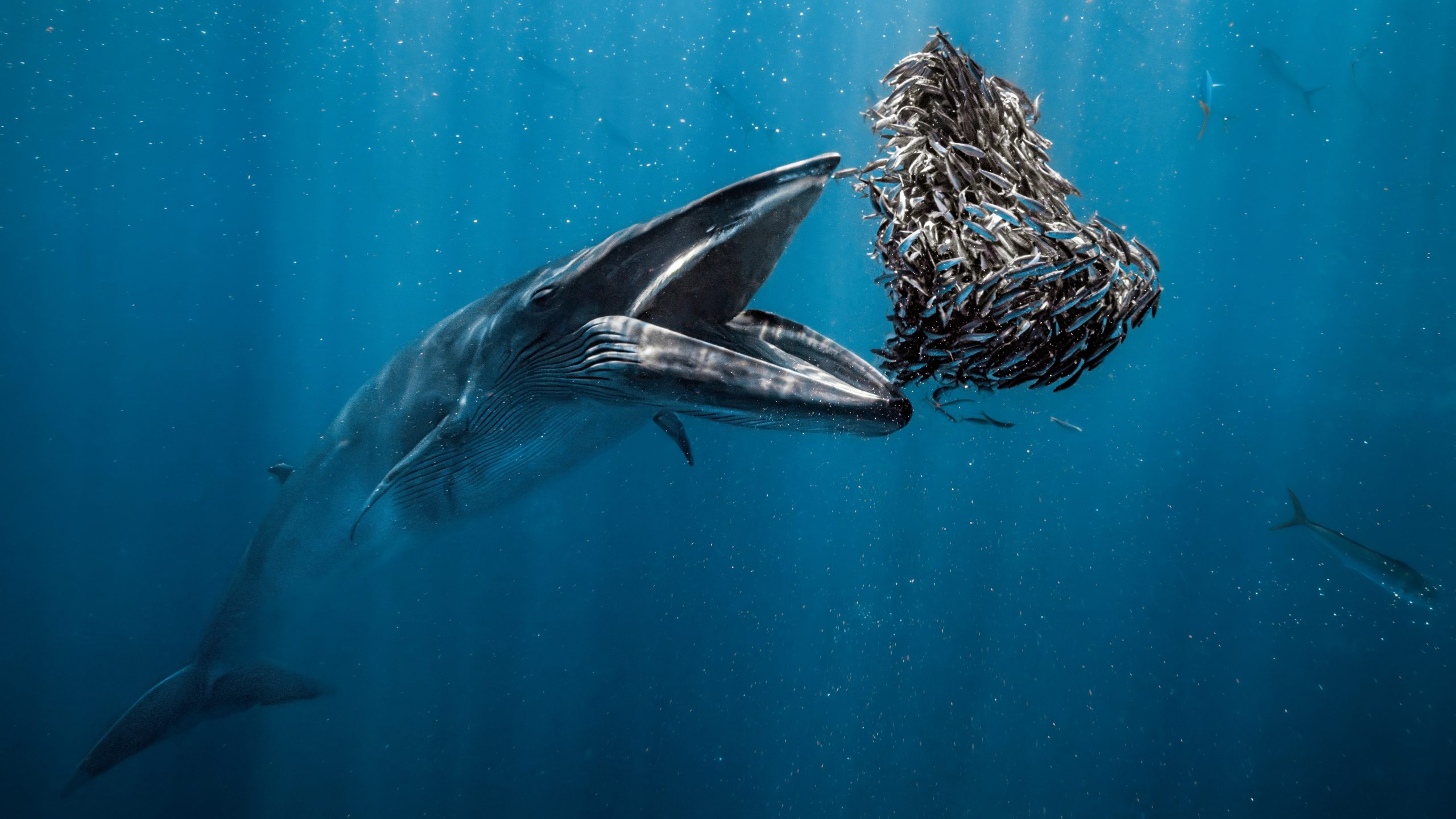 Ocean Photographer of the Year 2024