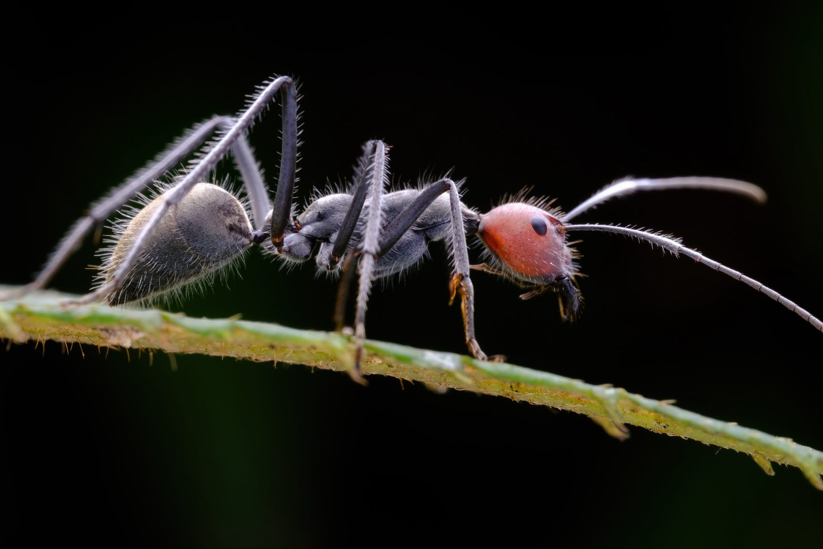 TTArtisan Full-Frame 100mm f/2.8 2x Macro Sample Photo