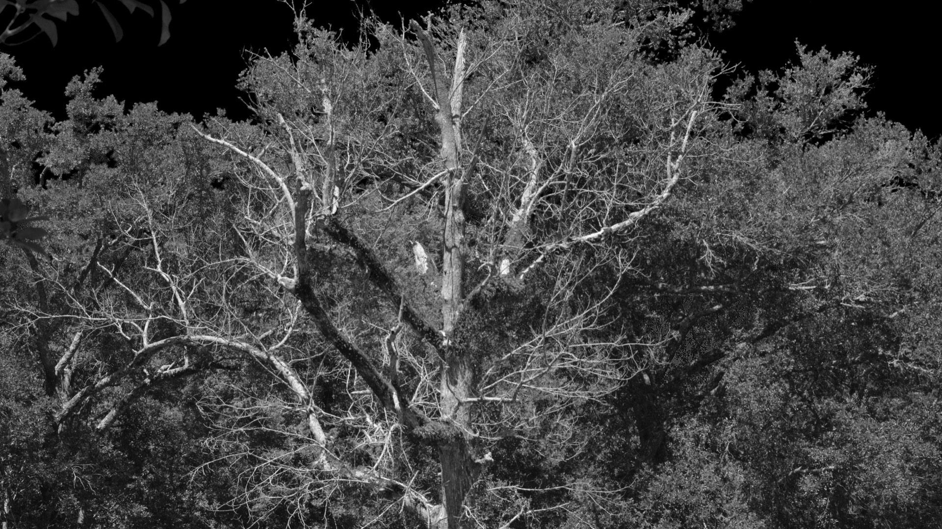 dead tree with Rollei IR film
