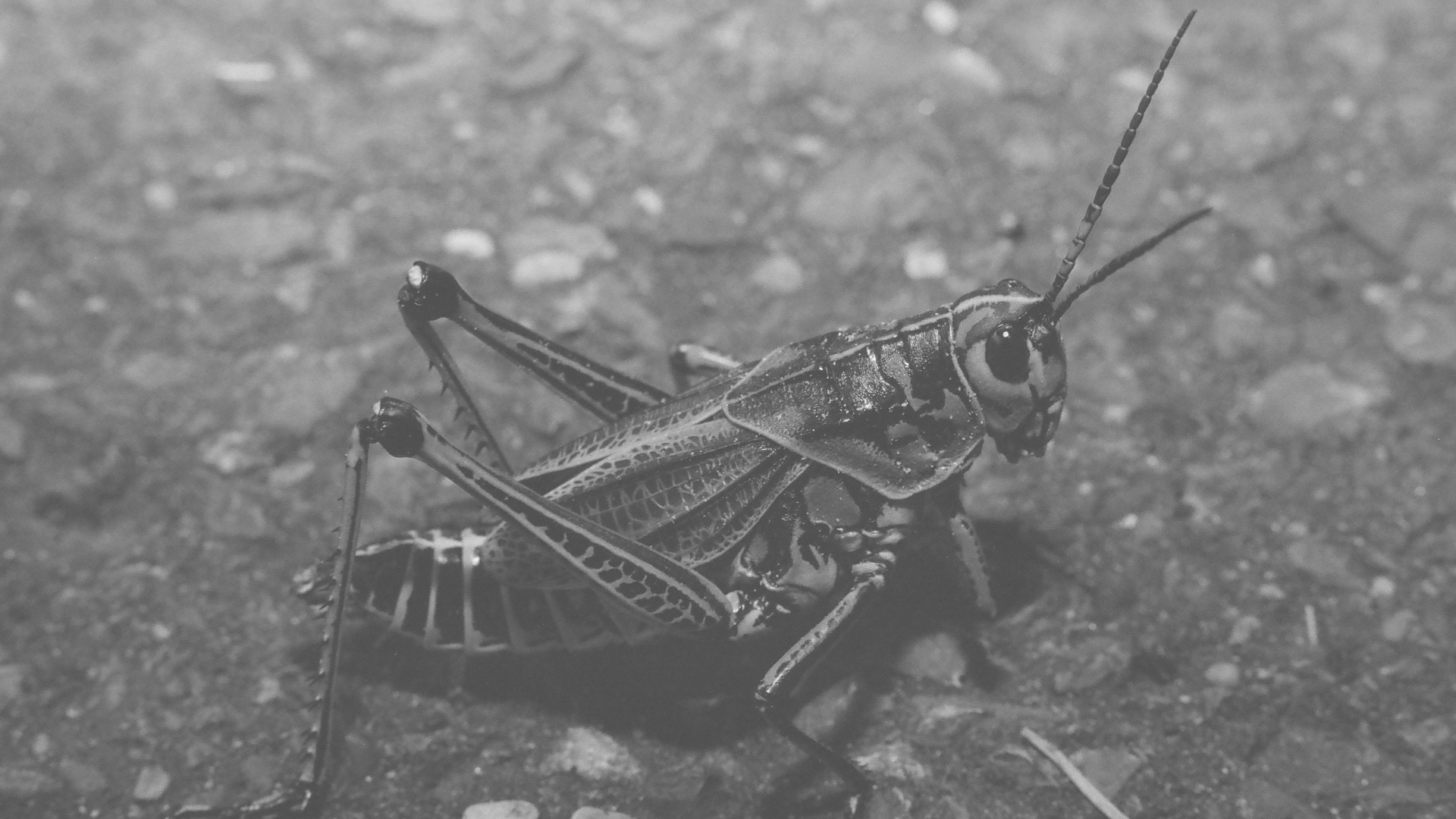 grasshopper