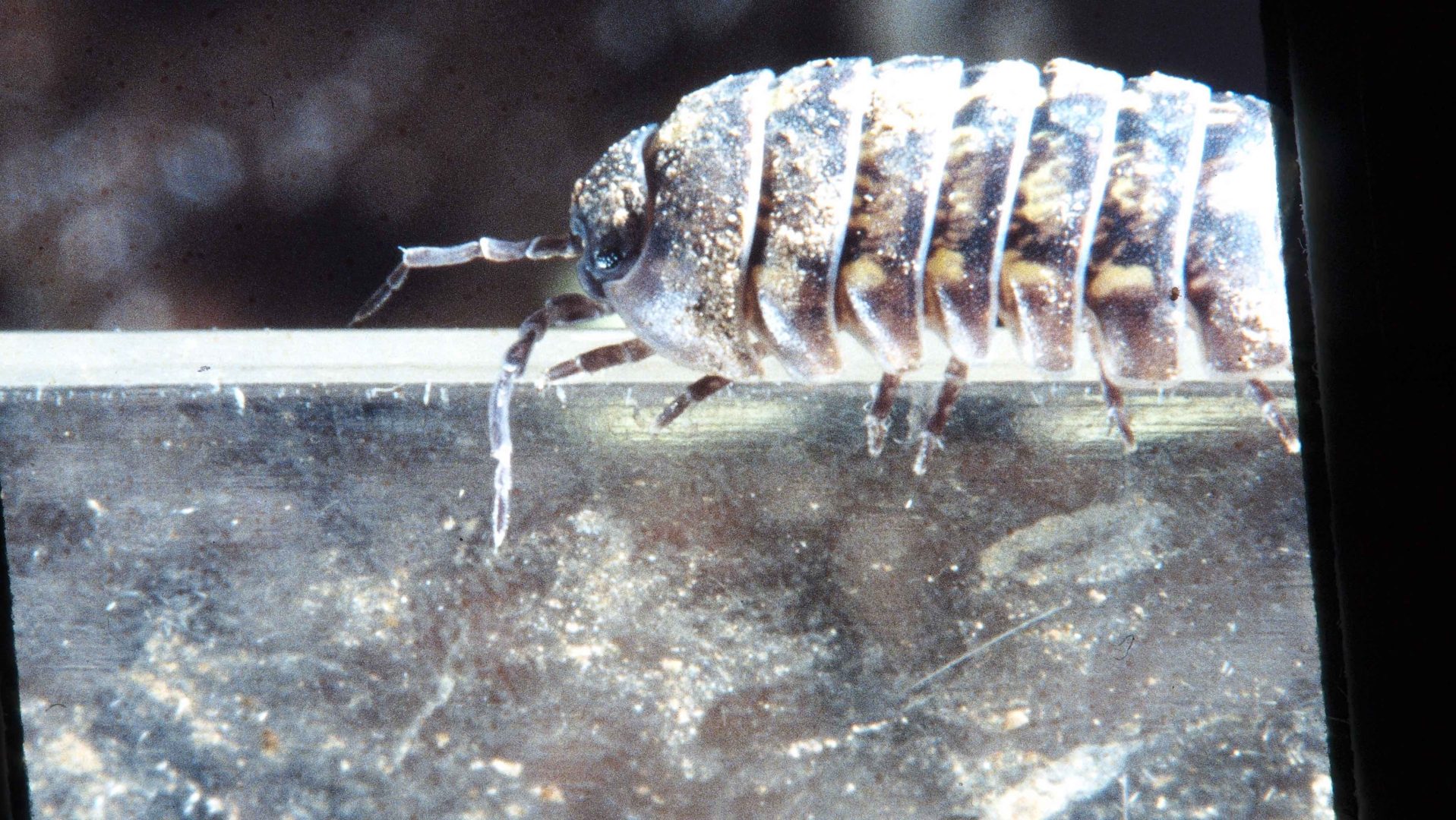 isopod