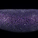 nikon small world in motion winner 2024