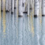 Mesmerizing forest abstracts win Natural Landscape Awards 2024