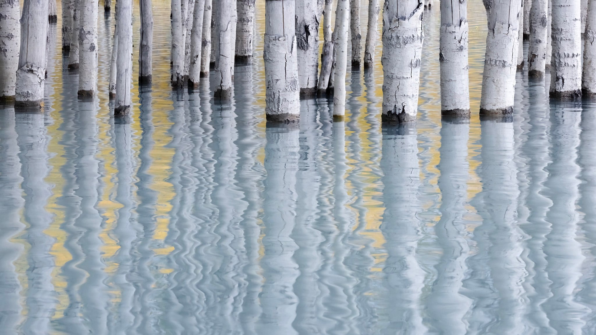 Mesmerizing forest abstracts win Natural Landscape Awards 2024