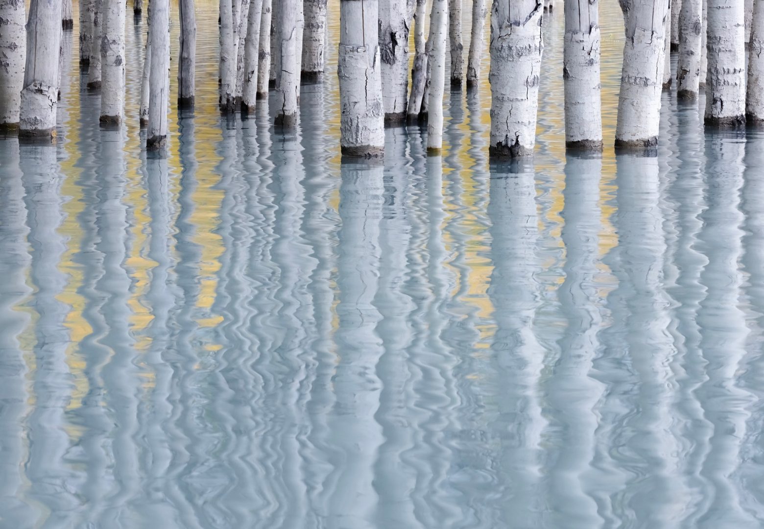 Mesmerizing forest abstracts win Natural Landscape Awards 2024