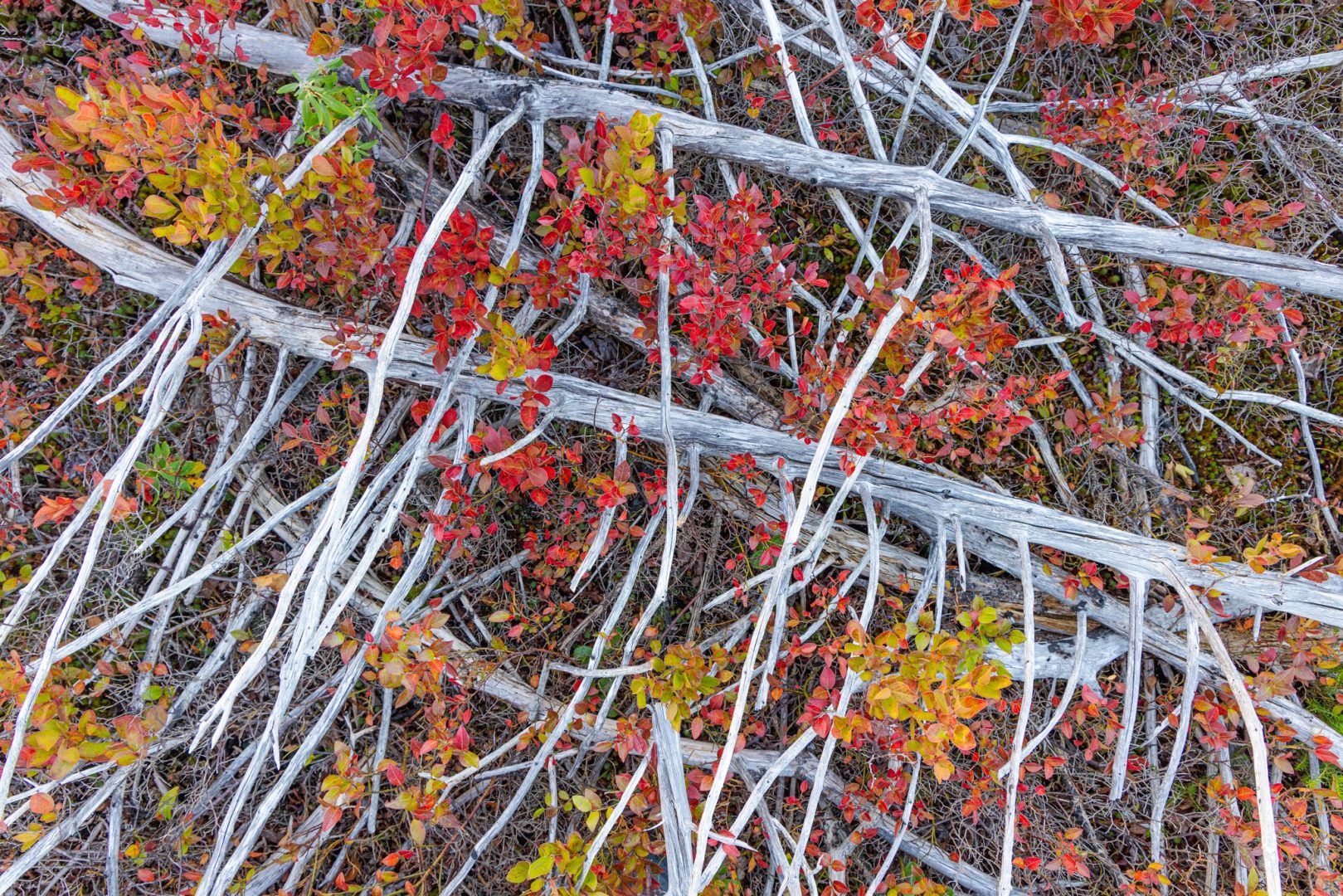 Mesmerizing forest abstracts win Natural Landscape Awards 2024