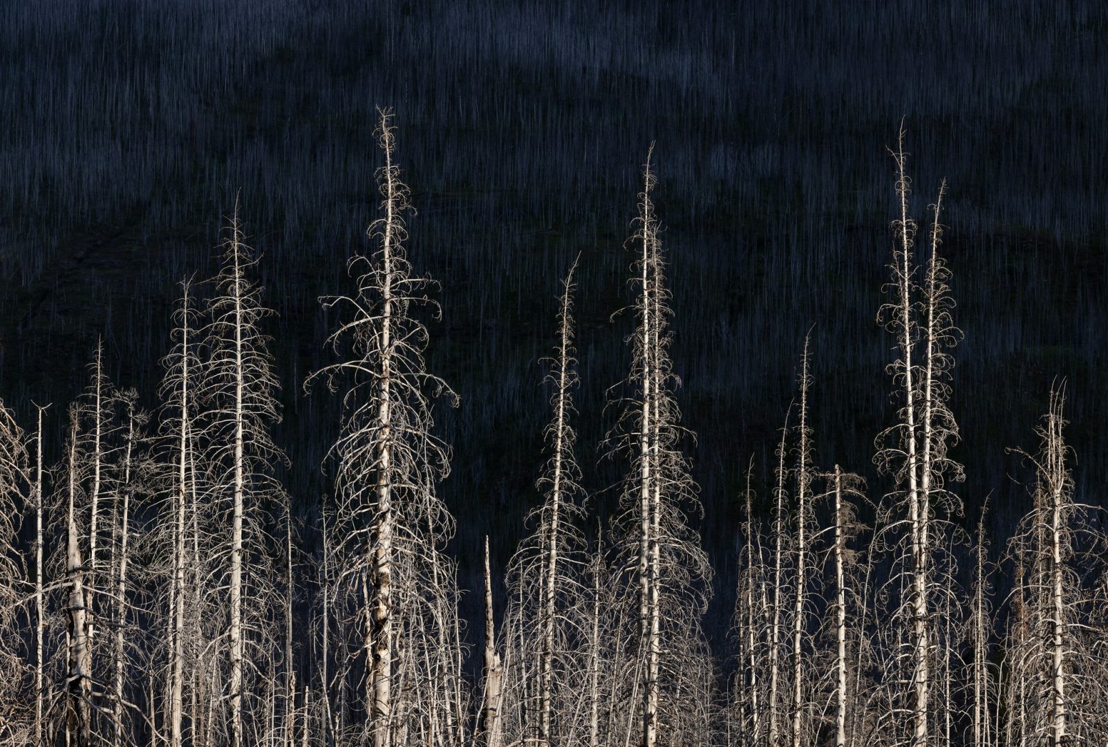 Mesmerizing forest abstracts win Natural Landscape Awards 2024