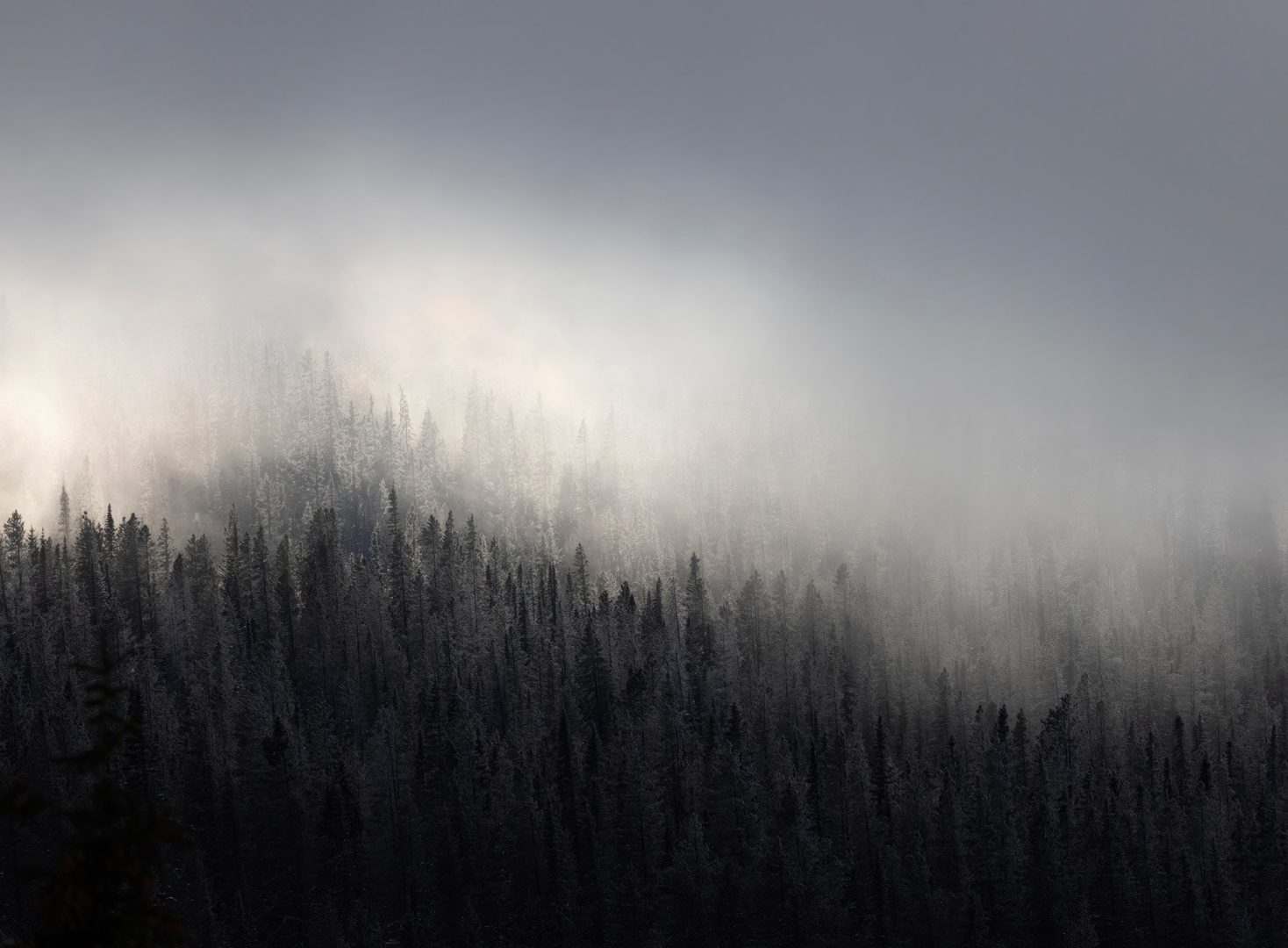 Mesmerizing forest abstracts win Natural Landscape Awards 2024