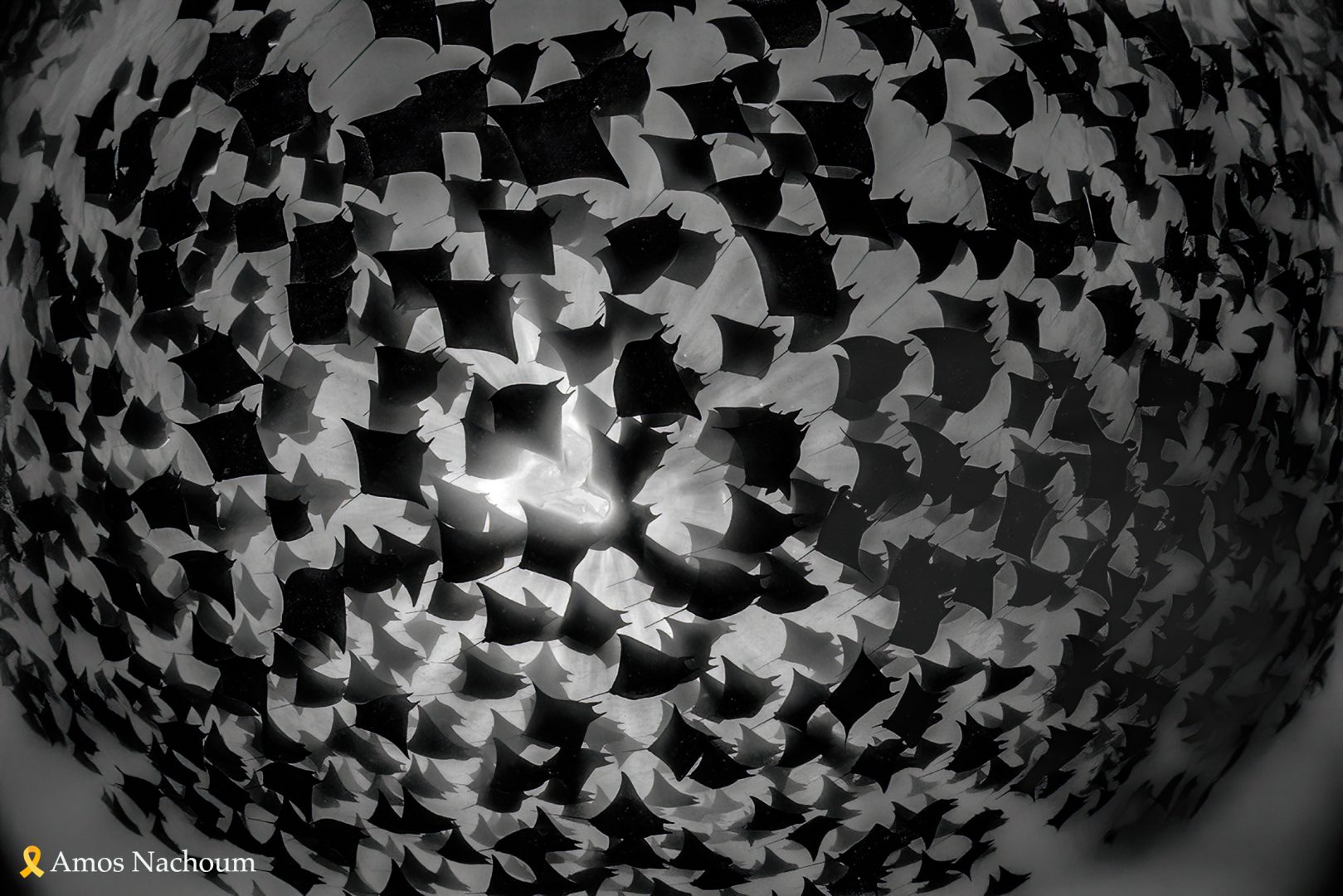 Amos Nachoum rays