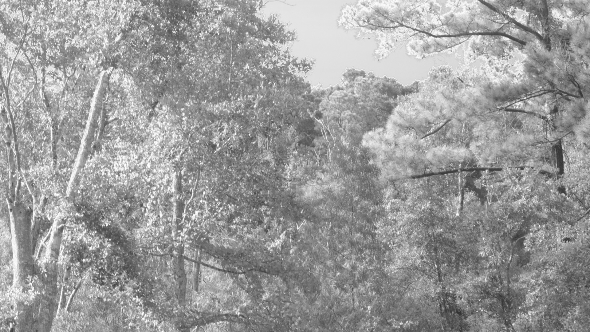solarized tree branches