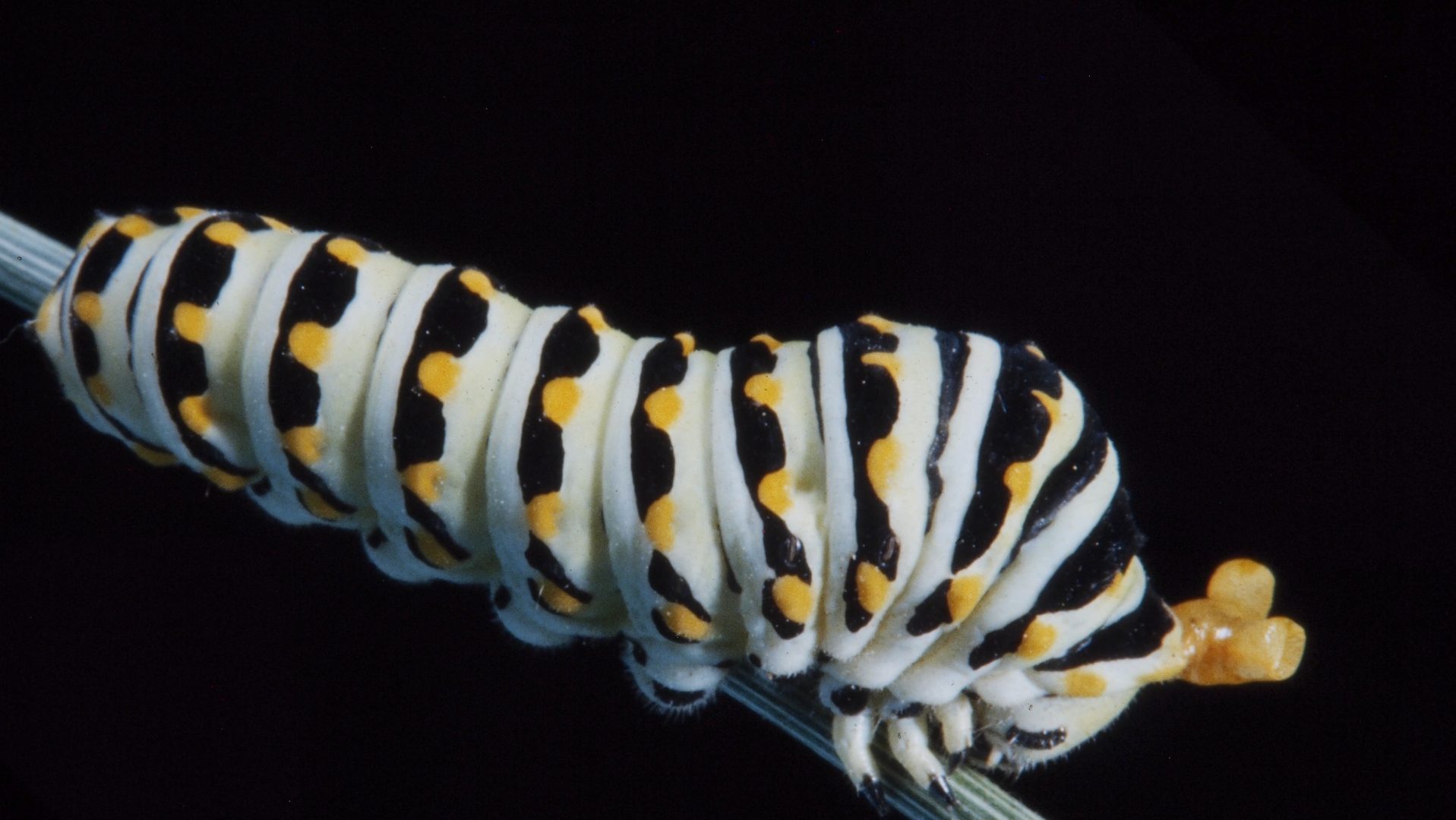 swallowtail larva