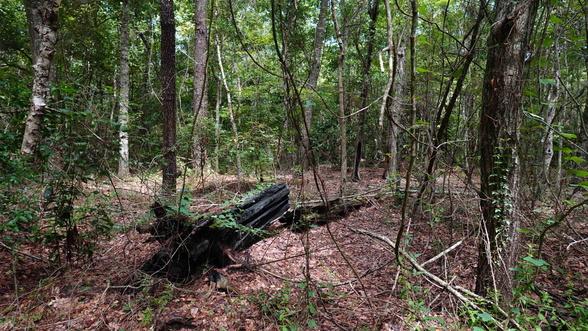 wooded scene