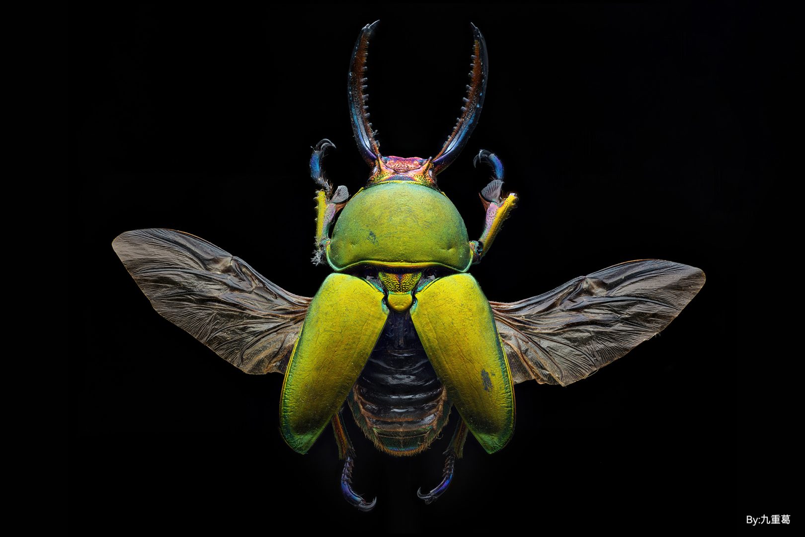 TTArtisan Full-Frame 100mm f/2.8 2x Macro Sample Photo